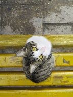 top view of grey Cat Sitting on yellow bench