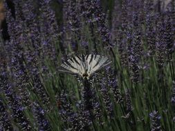 dovetail on the lavender field