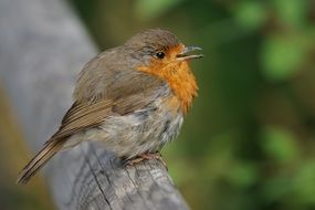 Songbird in a garden