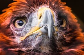 macro photo of the eagle with a sharp beak