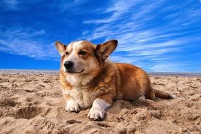 Welsh Corgi, red Dog lays on sand