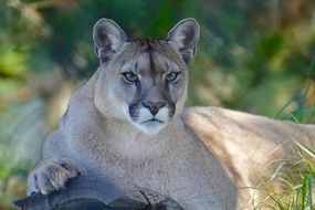 cute lovely Mountain Lion