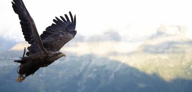 Hawk bird in the wildlife