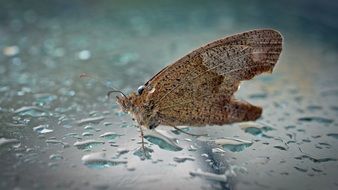 butterfly sits on a wet glass