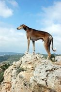 The dog Stands on the edge of the mountain