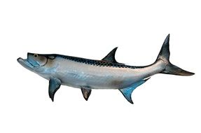 Tarpon are large fish of the genus Megalops
