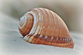 Shell on the beach