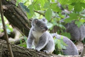 little gray koala on a tree