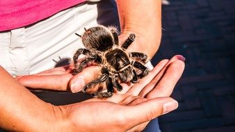 charming Tarantula