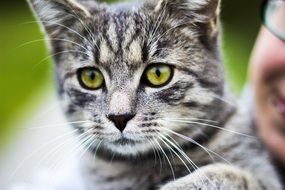 Grey domestic cat with bright green eyes
