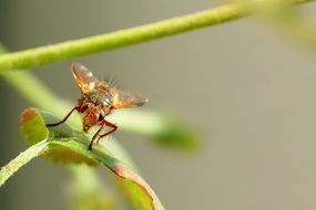 macro photo of a fly on a green leaf