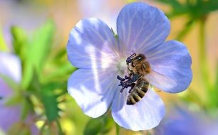 Bee on the beautiful blossoming cranesbill