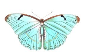 drawing of a turquoise butterfly