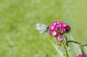 filigree butterfly on the summer flower