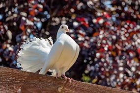 charming Pigeon White