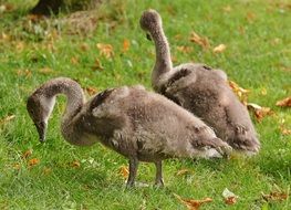 young fluffy swans on green grass