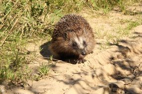 Wild Animal-Hedgehog