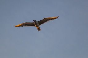 Gull in the flight