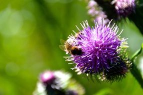 bee pollinating thistle flower