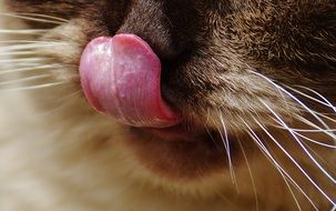 British Shorthair Snout