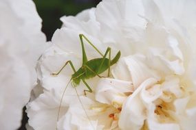green grasshopper on a white flower