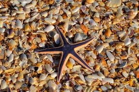 Sea starfish on the beach with colorful shells and stones