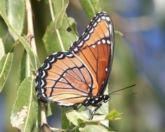 viceroy butterfly on the plant