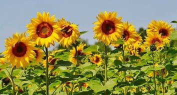 see of sunflowers