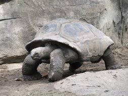 Giant Tortoise at grey rocks