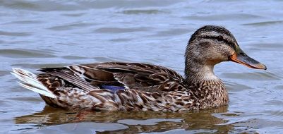 leisurely swim duck in the pond