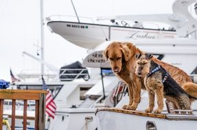 two dogs of different breeds on the boat