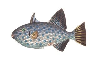 exotic fish as an illustration on white