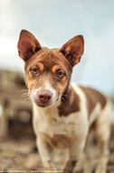Animal Dog