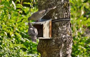 Pigeons on a wood