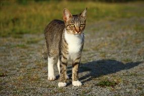 young tiger cat