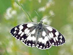 Checkered Butterfly