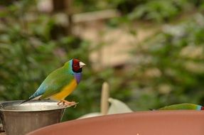 Gouldian finch, exotic bird on a metal bowl