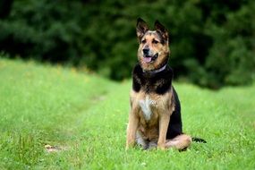 dog is sitting on green grass