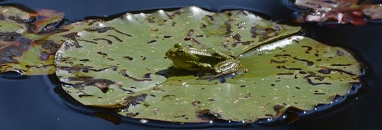 wild green frog on the water lily leaf