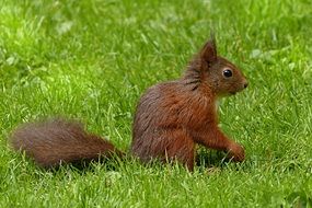 brown squirrel on green grass close-up