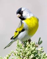 goldfinch bird on a yellow flower