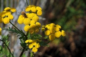 bee on yellow summer flowers