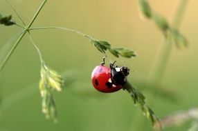 ladybug on the blade of grass