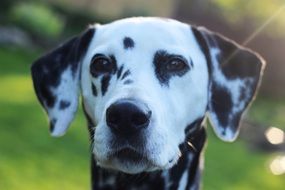 head of dalmatians close up