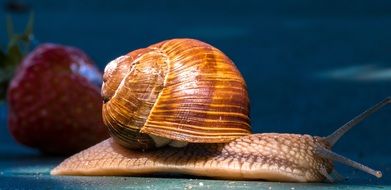 a snail next to a strawberry