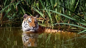 beautiful tiger resting in the water