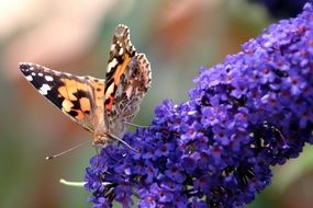 Beautiful and colorful butterfly on purple flowers