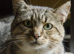 home cat with green eyes