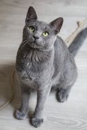 cute blue grey cat