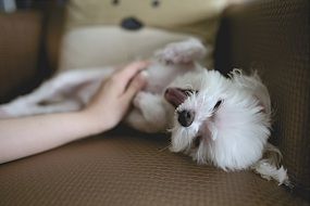 white puppy basks on the couch